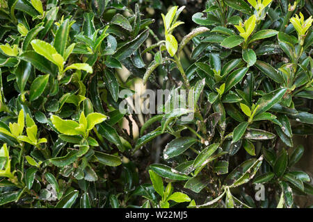 Boxwood with white waxy coating or extrusion from box sucker or boxwood psyllid, Psylla buxi Stock Photo