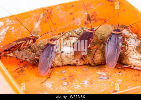 Brown Cockroach on spoiled food Stock Photo