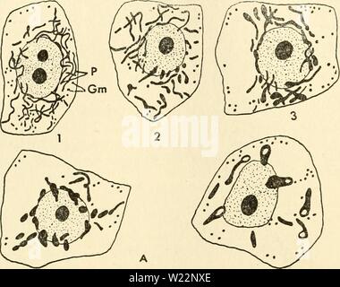 Archive image from page 103 of The cytoplasm of the plant. The cytoplasm of the plant cell  cytoplasmofplant00guil Year: 1941  Guilliermond - Atkinson — 88 Cytoplasm MOTTIER (1918) finds that plant cells containing chlorophyll constantly enclose plastids and chondriosomes which stain in the same way. In meristematic cells of phanerogams he finds these two categories of elements have the same form and are very diffi- Stock Photo