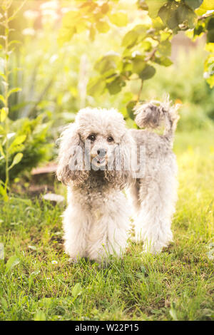 Poodle the summer garden with bright green background. Brown standard ...