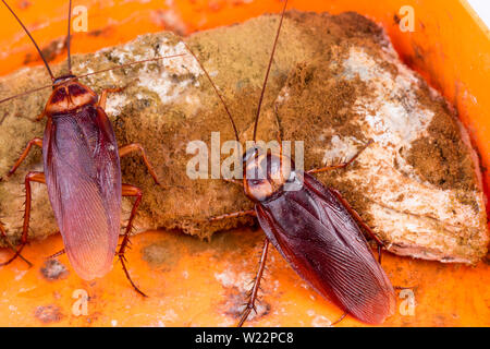 Brown Cockroach on spoiled food Stock Photo