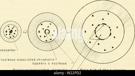 Archive image from page 105 of Cytology (1961) Stock Photo