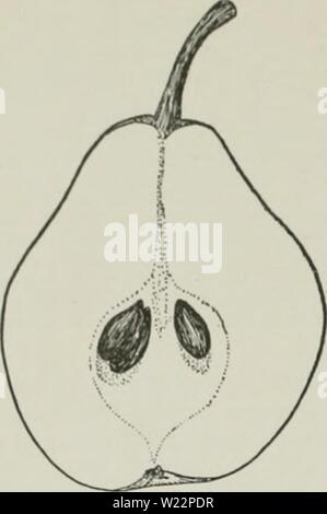 Archive image from page 105 of Cyclopedia of hardy fruits (1922). Cyclopedia of hardy fruits  cyclopediaofhar00hedr Year: 1922  82 BUFFUM CLAPP FAVORITE ticuliu-ly rcfreshinp. The tree is vigorous, with a handsome pyramidal top. The variety is worth planting for the sake of diversity in home orchards. The original tree, a chance    78. Brandywine. {XV2) seedling, was found on the farm of Eli Harvey, Chadds Ford, Pennsylvania, on the banks of the Brandywine River. Tree large, vigorous, very upright, dense-topped, pro- ductive ; branches long, olive-gray, sprinkled with round- ish lenticels. Lea Stock Photo