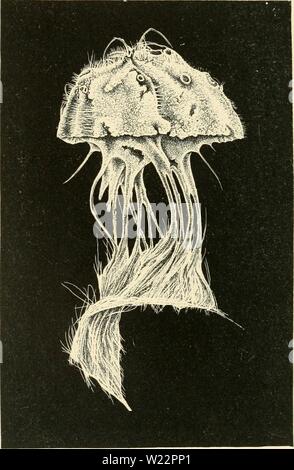 Archive image from page 105 of The depths of the sea; Stock Photo