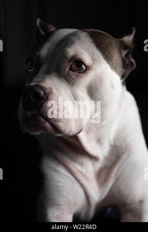 A beautiful old American Staffordshire Terrier poses for a portrait, isolated against a black background Stock Photo