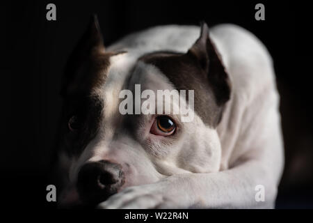 A beautiful old American Staffordshire Terrier poses for a portrait, isolated against a black background Stock Photo