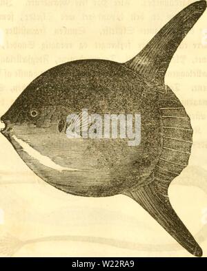 Archive image from page 107 of Danmarks fiske (1838) Stock Photo