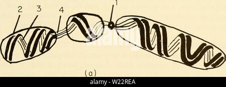 Archive image from page 108 of Cytology (1961) Stock Photo