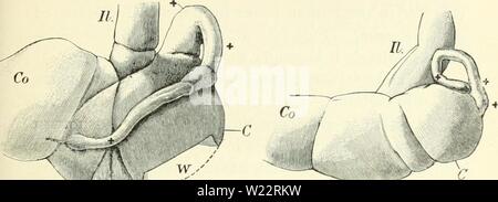 Archive image from page 108 of Darwin, and after Darwin An Stock Photo