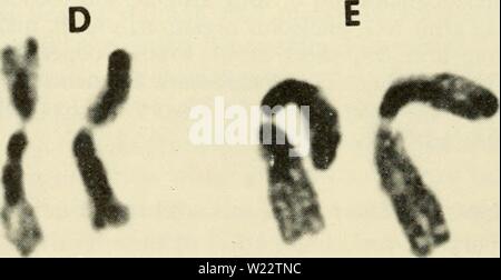 Archive image from page 111 of Cytology (1961) Stock Photo