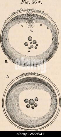 Archive image from page 111 of The cyclopædia of anatomy and. The cyclopædia of anatomy and physiology  cyclopdiaofana05todd Year: 1859  [98] OVUM. Salamandrina in regard to the structure and formation of their ova. Osseous Fishes.—The ovarian ova of Os- seous Fishes, while they bear a general resem- blance to those of Vertebrata, among which they come nearest to those of Batrachia, are distinguished by several marked peculiarities. They are of middle size, and possess a strong external covering formed within the ovary. The yolk-substance contains several kinds of elements ; and the germinal v Stock Photo