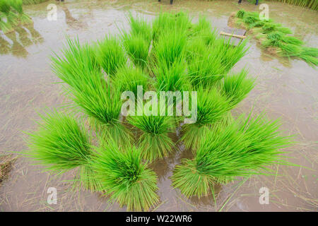 paddy rice in field Stock Photo