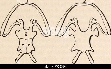 Archive image from page 114 of The cyclopædia of anatomy and Stock Photo