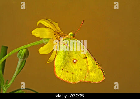 Portrait of a Western Sulphur butterfly, Colias occidentalis, on a wildflower in central Oregon. Stock Photo
