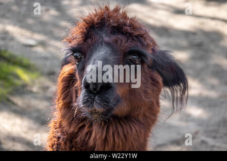 Portrait of a Lama, scientific name Lama glama, from the family of camels with fuzzy bokeh in the background, wildlife Stock Photo