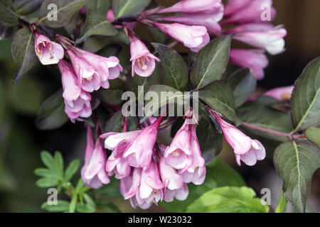 Closeup of hardy perennial deciduous Weigela Shrub with multiple pink flowers and purplish green leaves in Canadian spring garden.Native to Asia. Stock Photo