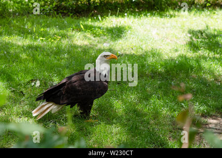 A black and white eagle on the grass Stock Photo