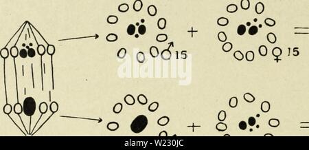 Archive image from page 121 of Cytology, with special reference to Stock Photo