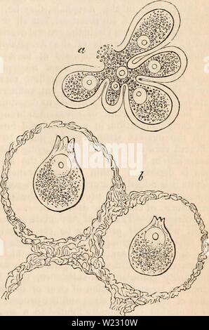 Archive image from page 122 of The cyclopædia of anatomy and. The cyclopædia of anatomy and physiology  cyclopdiaofana05todd Year: 1859  Structure and Formation of Ova in Acephala. (.From Lecaze Duthiers.') a. Portion of the ovary with three pediculated ovicapsules and contained ova from Cardium rusti- curn, magnified 400 diameters; the micropyle is afterwards formed at the place where the pe'dicles are detached from the secreting coaca of the ovary. b. Unripe ovum of Spondylus gtederopus magni- fied 170 diameters, showing the remains of the cap- sule at the upper part, and the projection of t Stock Photo