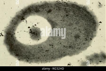 Archive image from page 127 of Cytology (1961) Stock Photo
