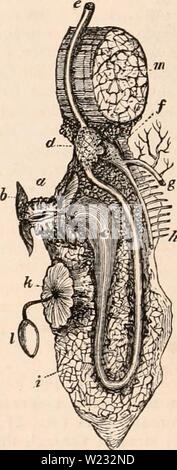 Archive image from page 127 of The cyclopædia of anatomy and. The cyclopædia of anatomy and physiology  cyclopdiaofana01todd Year: 1836  Fig. 40. gus leads to a capacious stomach (b), sometimes surrounded by the lobes of a small liver, which pours its secretion into that cavity as in higher mollusca. From the stomach a short wide convoluted intestine proceeds to near the ven- tral orifice (d) of the sac, where it terminates in the anus (c). The thoracic orifice (e), or the entrance to the respiratory cavity, is generally provided with numerous delicate tentacula ( /'), and a nervous longitudin Stock Photo