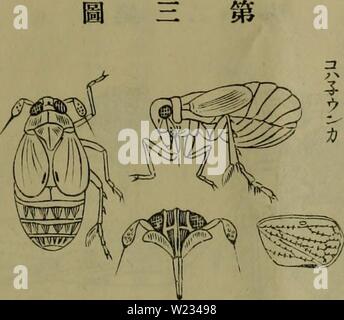 Archive image from page 132 of Dbutsugaku zasshi (1889) Stock Photo