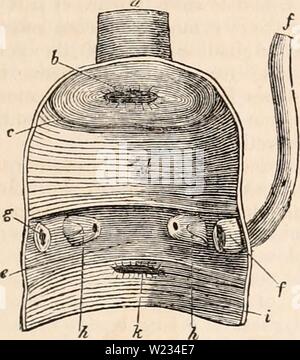 Archive image from page 132 of The cyclopædia of anatomy and. The cyclopædia of anatomy and physiology  cyclopdiaofana01todd Year: 1836  ANIMAL KINGDOM. 117 generally unsymmetrical in their development in the female. The testes are internal, and the vasa deferentia terminate in the cloaca, where there is sometimes a grooved organ of intro- mission. In the fema'e the left ovary and oviduct are developed, the right for the most part atrophiated and useless. The cavity of the cloaca in most birds, as seen in that of the great condor of the Andes (Jig. 49), receives the end of the rectum (a), whic Stock Photo