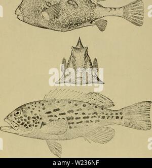 Tetragonurus . Dangerous marine animals. Marine animals. 120 DANGEROUS MARINE ...