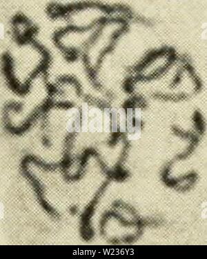 Archive image from page 140 of Cytology (1961) Stock Photo