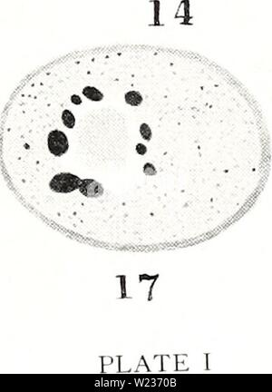 Archive image from page 140 of Cytological observations on Endamoeba blattae. Cytological observations on Endamoeba blattae  cytologicalobser174megl Year: 1940   9.  - . 16 8 .1 'vO 11 Â» '1 'â ;- -TO' Stock Photo