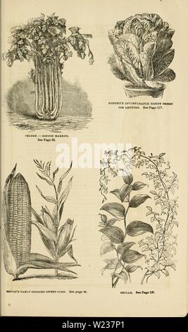 Archive image from page 142 of Curtis, Cobb & Washburn's amateur. Curtis, Cobb & Washburn's amateur cultivator's guide to the flower and kitchen garden for 1878  curtiscobbwashbu1878curt Year: 1878 Stock Photo