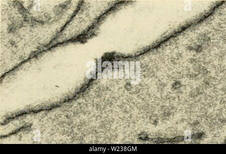 Archive image from page 144 of Cytology (1961) Stock Photo