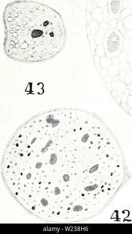 Archive image from page 144 of Cytological observations on Endamoeba blattae. Cytological observations on Endamoeba blattae  cytologicalobser174megl Year: 1940  45 40 SL? 46 Sf 44 â¢ &gt; - ?? â 41 . I f &lt; j 47 48    . 39 49 v V- 50 PLATE III Stock Photo