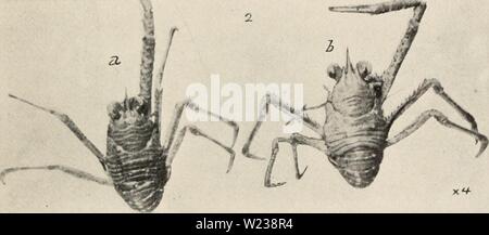 Archive image from page 144 of Decapod crustacea of Bermuda (1908-1922). Decapod crustacea of Bermuda  decapodcrustacea00verr Year: 1908-1922  A. E. Verr.Ul—Decapod Crustacea of Bermuda. 135 later collectors. Its range is very extensive; from off Cape Ilallcras to Maceio, Bra/il ; from Panama to southern California ; Pacific Islands; Indian Ocean, etc. Common on the Florida reefs and Keys, and in the West Indies. Colon, Key West, and Egmont Key, W. Florida (Yale Mus.). Gulf of Calif. (Lockington). Family GALATHEIDJ Dana. Munida Beanii, sp. nov. FIGURE 52. PLATE XXVII, FIGURES 8, 9. A small spe Stock Photo