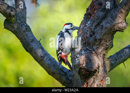 Great spotted woodpecker (Dendrocopos major) perching on a tree trunk, Koros-Maros National Park, Bekes County, Hungary