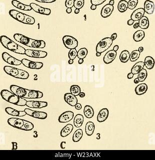 Archive image from page 149 of The cytoplasm of the plant. The cytoplasm of the plant cell  cytoplasmofplant00guil Year: 1941  Fig. 85. — Vital staining with neutral red, except 03, observed under the microscope. A, PeniciUium glaucum. 1, before staining; 2, small deeply stained precipitates in the vacuole showing Brownian movement; 3, fusion of small precipitates to larger bodies; 4, precipitates appressed to peripheral wall of vacuole, diffuse staining of sap. B, Zygosaccharomyces Chevalieri. 1, small precipitates in vacuole; 2, 3, fusion, bodies now appressed to wall of the vacuole, sap dif Stock Photo