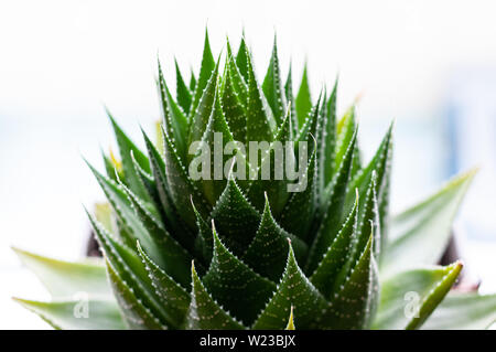 Aristaloe is a flowering perennial plant in the family Asphodelaceae from Southern Africa. Also known as guinea-fowl aloe or lace aloe. Stock Photo