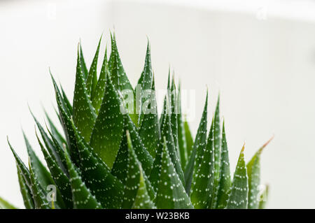Aristaloe is a flowering perennial plant in the family Asphodelaceae from Southern Africa. Also known as guinea-fowl aloe or lace aloe. Stock Photo