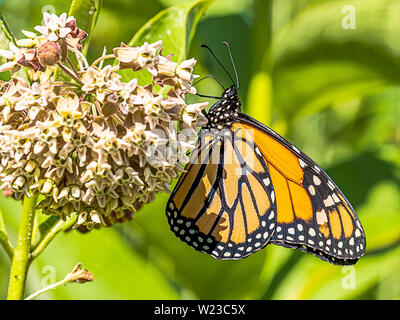 A beautiful female monarch butterfly, also know as a milkweed butterfly having lunch on a milkweed. Her proboscis is clearly shown. Stock Photo