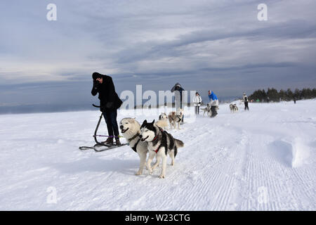 Vitosha, Bulgaria - February 03, 2019: Group of friends gather together with their Husky dogs on Vitosha Mountain plateau for a mushing race Stock Photo