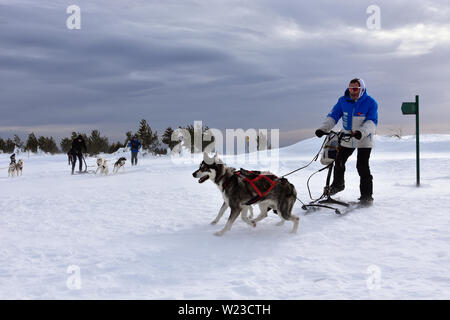 Vitosha, Bulgaria - February 03, 2019: Man with two Husky sled dogs during mushing race. Cold windy winter day high in Vitosha Mountain. Stock Photo