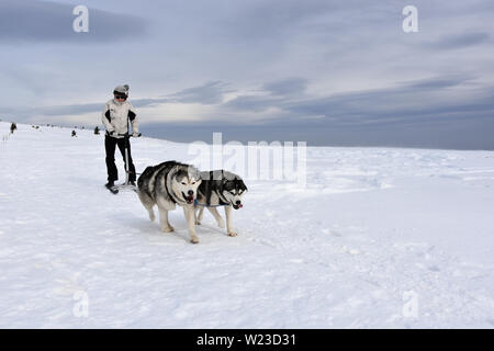 Vitosha, Bulgaria - February 03, 2019: Young woman with two Husky sled dogs during mushing race.  Cold windy winter day high in the mountain Stock Photo