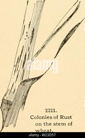 Archive image from page 155 of Cyclopedia of American horticulture
