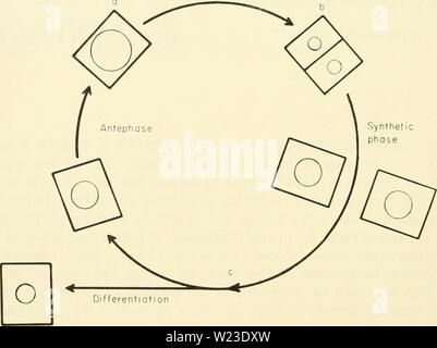Archive image from page 157 of Cytology (1961)