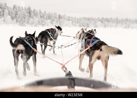 Finland, Inari - January 2019: lone team of huskies pulling ahead, view from sled