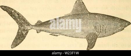 Archive image from page 159 of Danmarks fiske (1838)