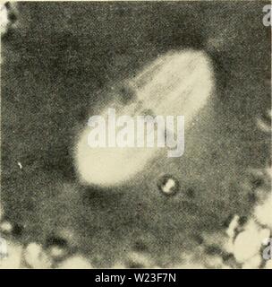 Archive image from page 160 of Cytology (1961) Stock Photo