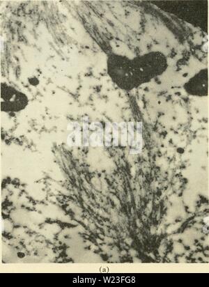 Archive image from page 161 of Cytology (1961) Stock Photo