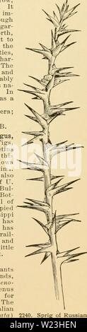 Archive image from page 166 of Cyclopedia of American horticulture Stock Photo