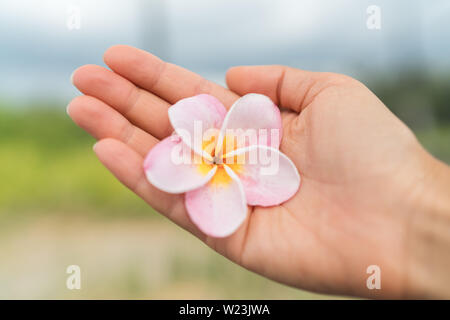 Woman hand showing fresh natural hawaiian plumeria flower. Hawaii. Hawaii travel lifestyle. Hawaii natural flowers used in hair accessory for beauty. Stock Photo